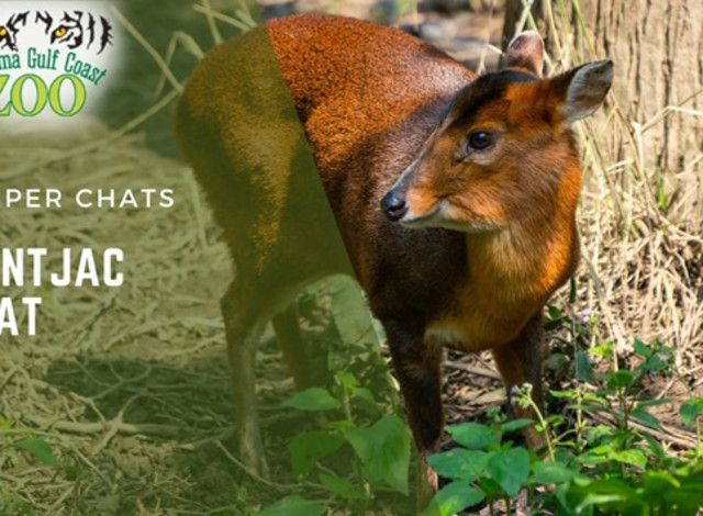 Muntjac Chat