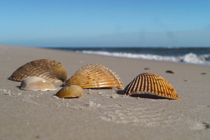 Shell Beach Access