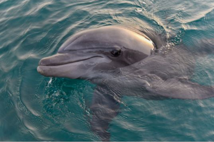 The Fun Boats Dolphin Cruises and Sea Life Experience