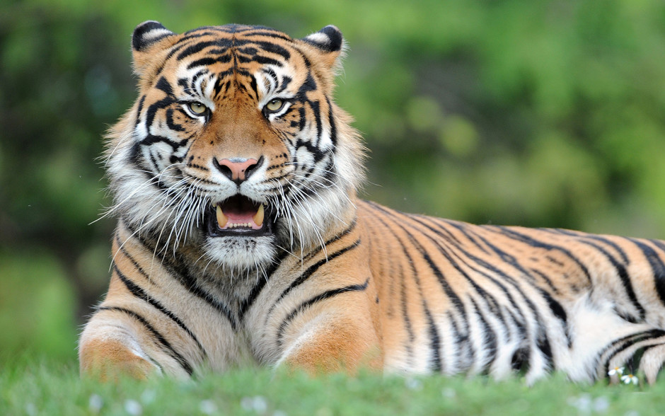 Bogo At Zoo Miami By Zoo Miami Miami Special Offers