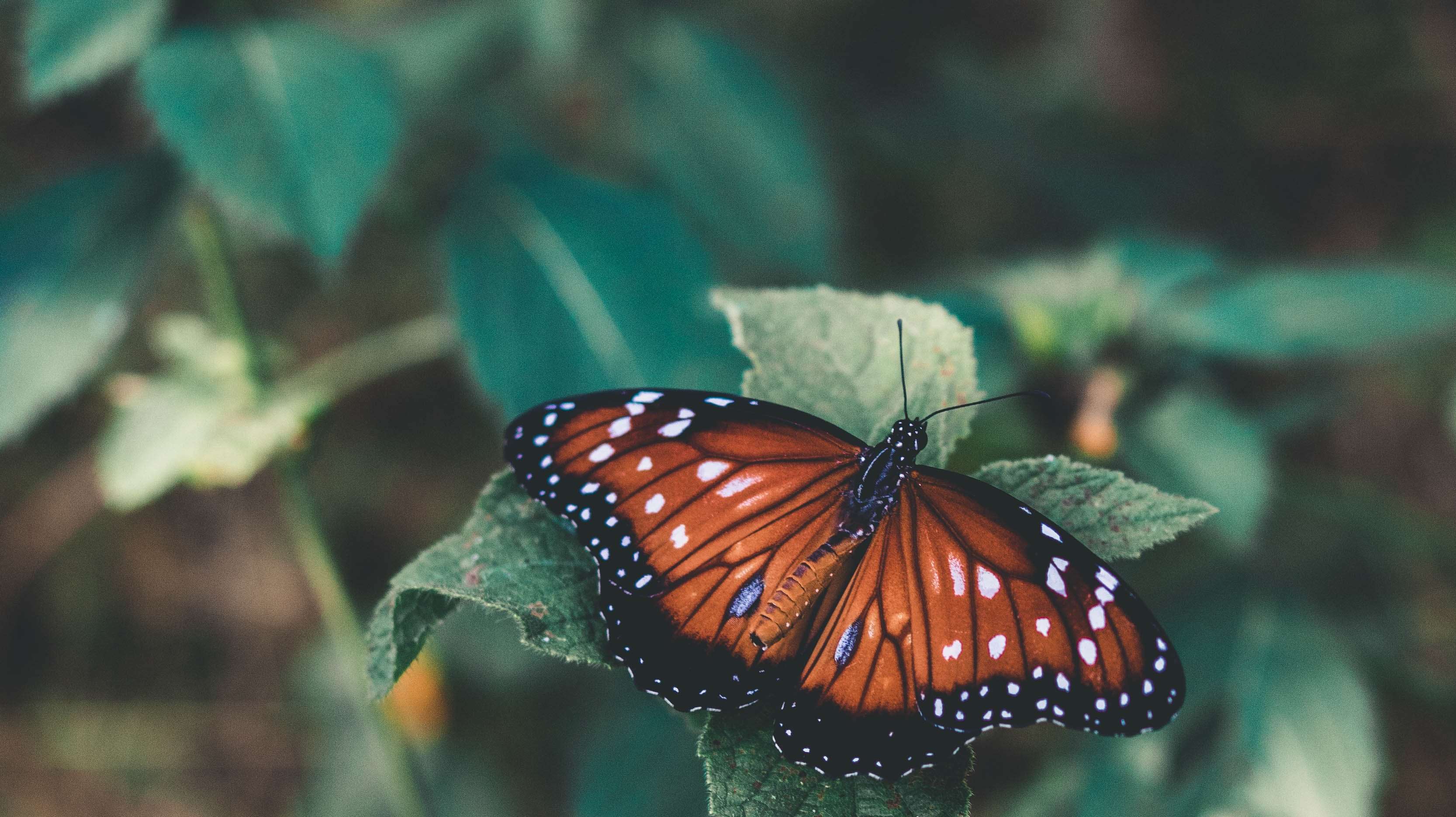 Butterfly Park 