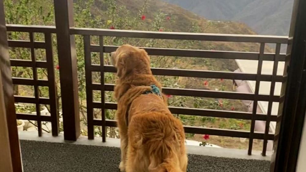 a dog overlooking the mountains - Kothli Hills, Rishikesh