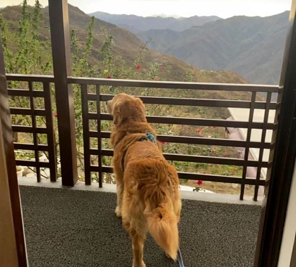 a dog overlooking the mountains - Kothli Hills, Rishikesh