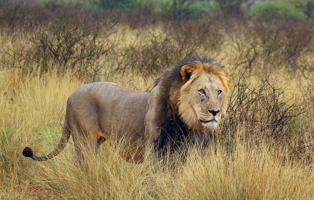 Kalahari lion  Panthera leo  male 8-9yr