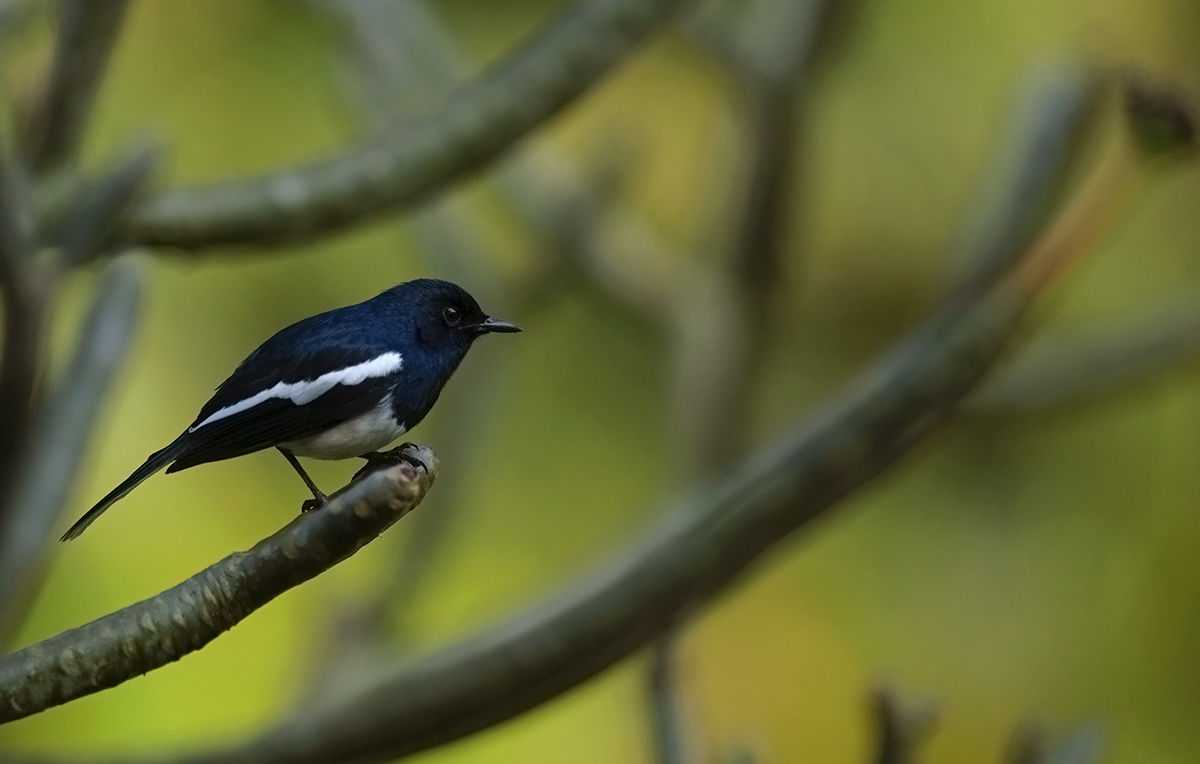 oriental magpie-robin santosh saligram