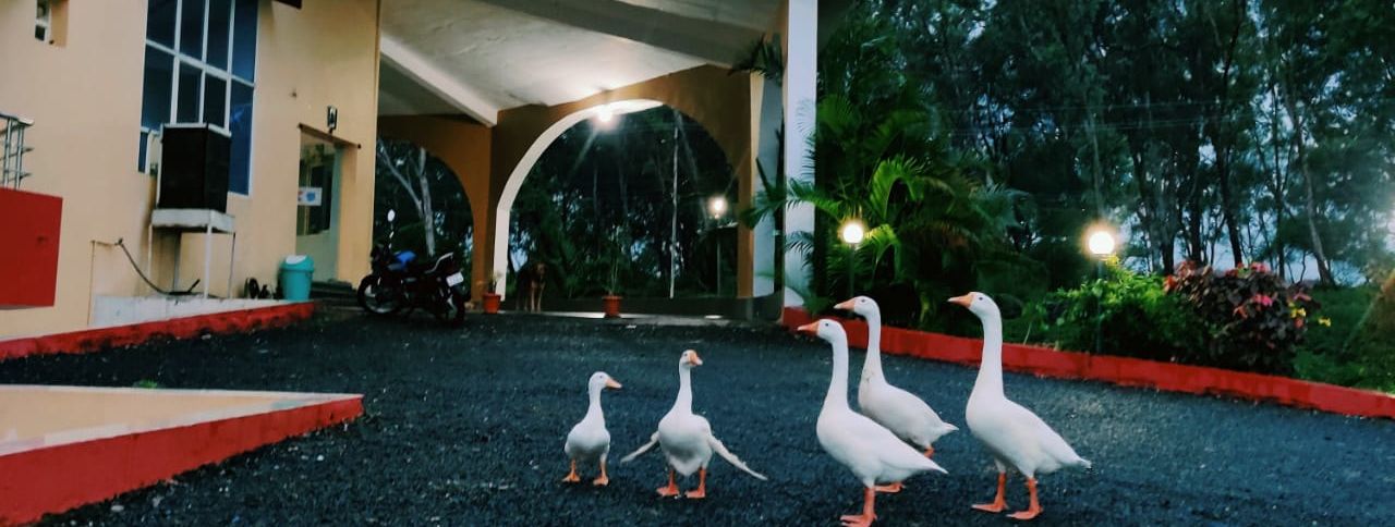 View of ducks around the property - TGI Jahaj Mahal Mandu tfjxjl