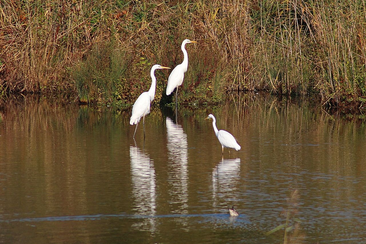 a group of herons resting on a water body 