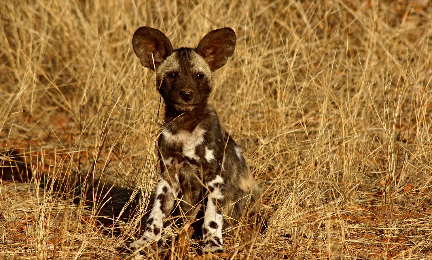 WILDDOG