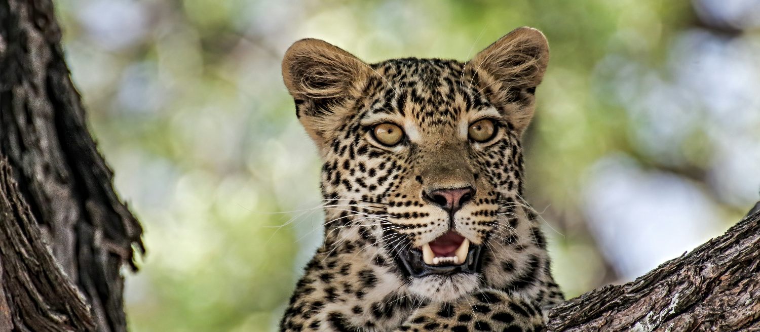 LEOPARD'S EYES