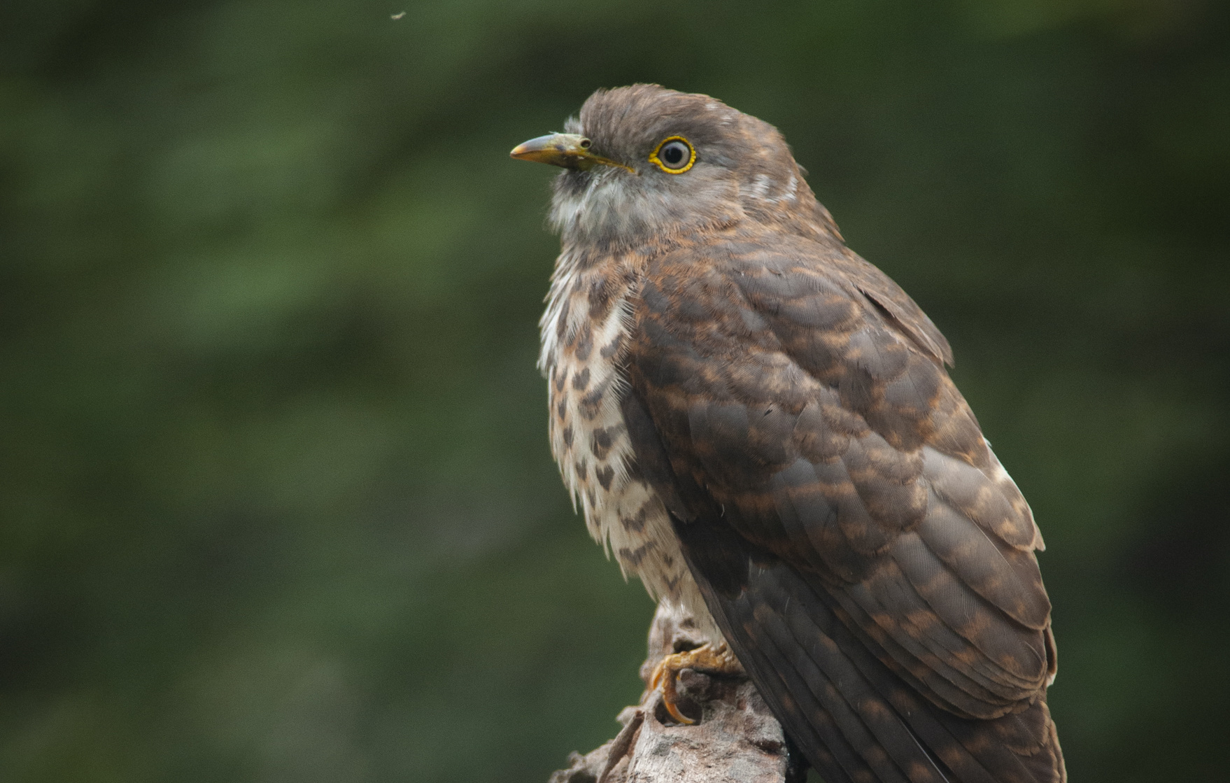 common hawk cuckoo santosh saligram