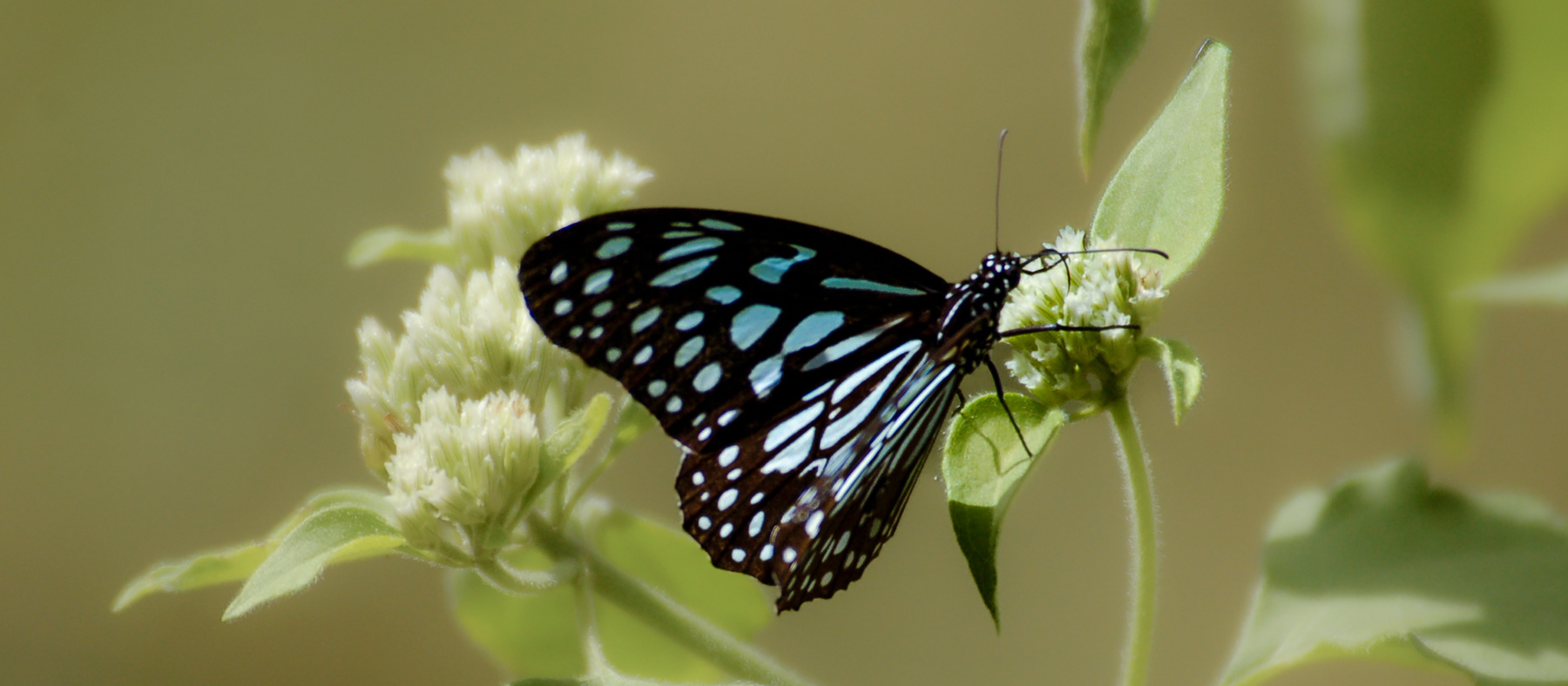 Coorg On The Wing Dark Blue Tiger