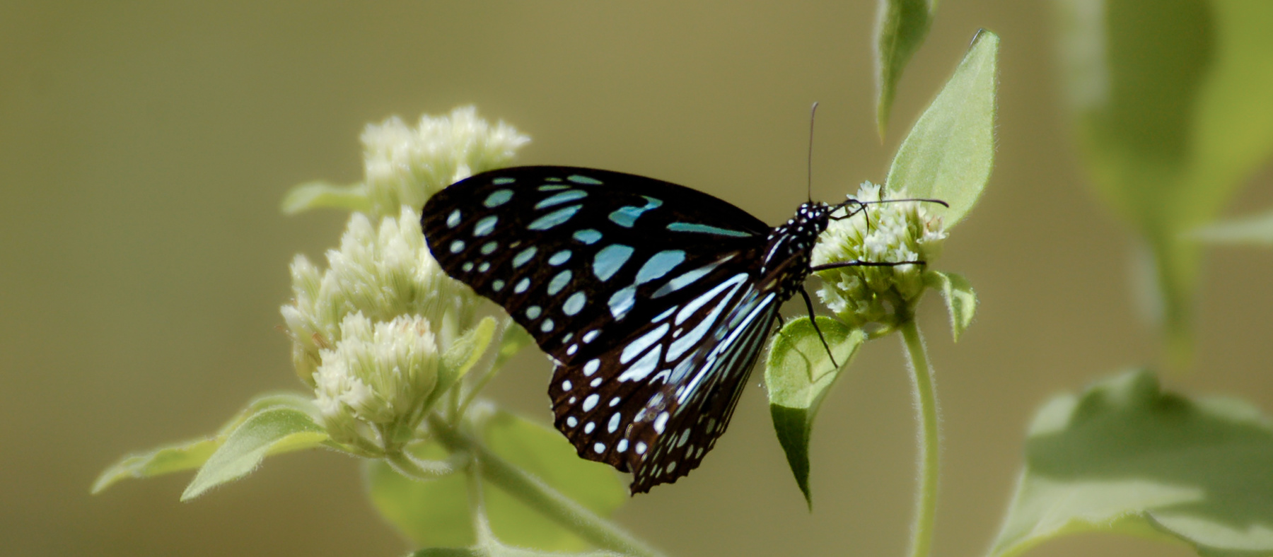 Coorg On The Wing Dark Blue Tiger