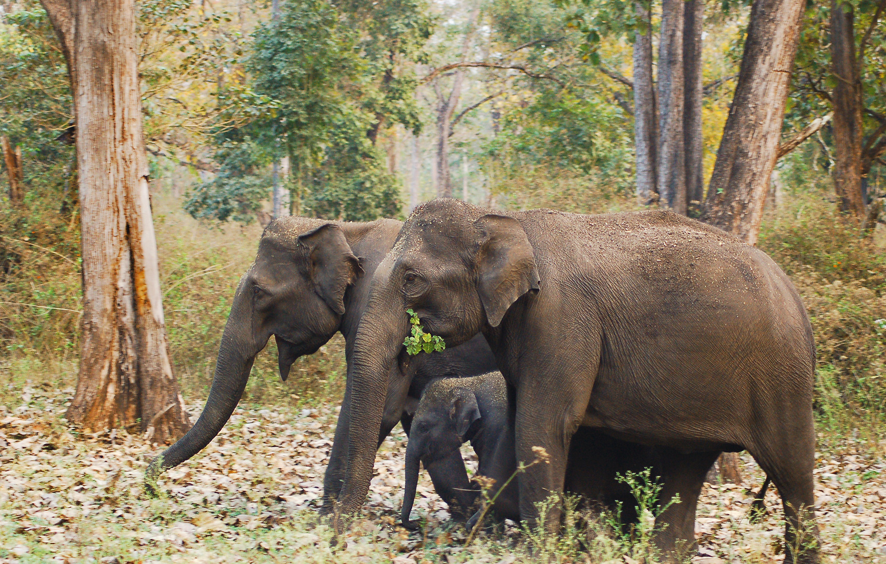 Elephant Families 2