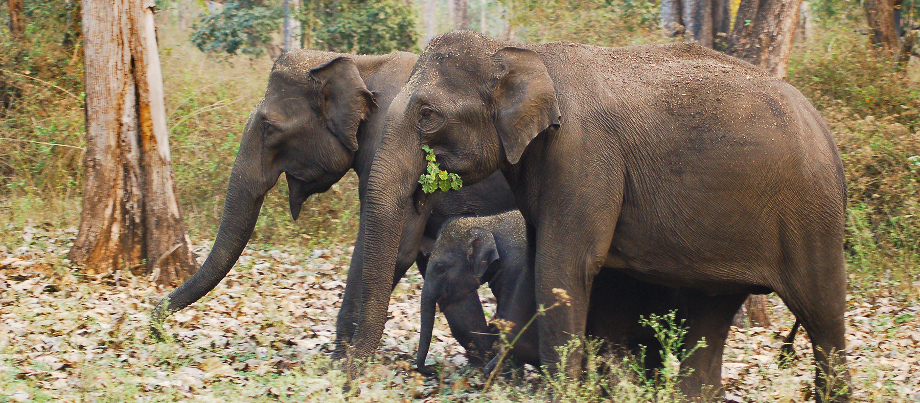 Elephant Families 2