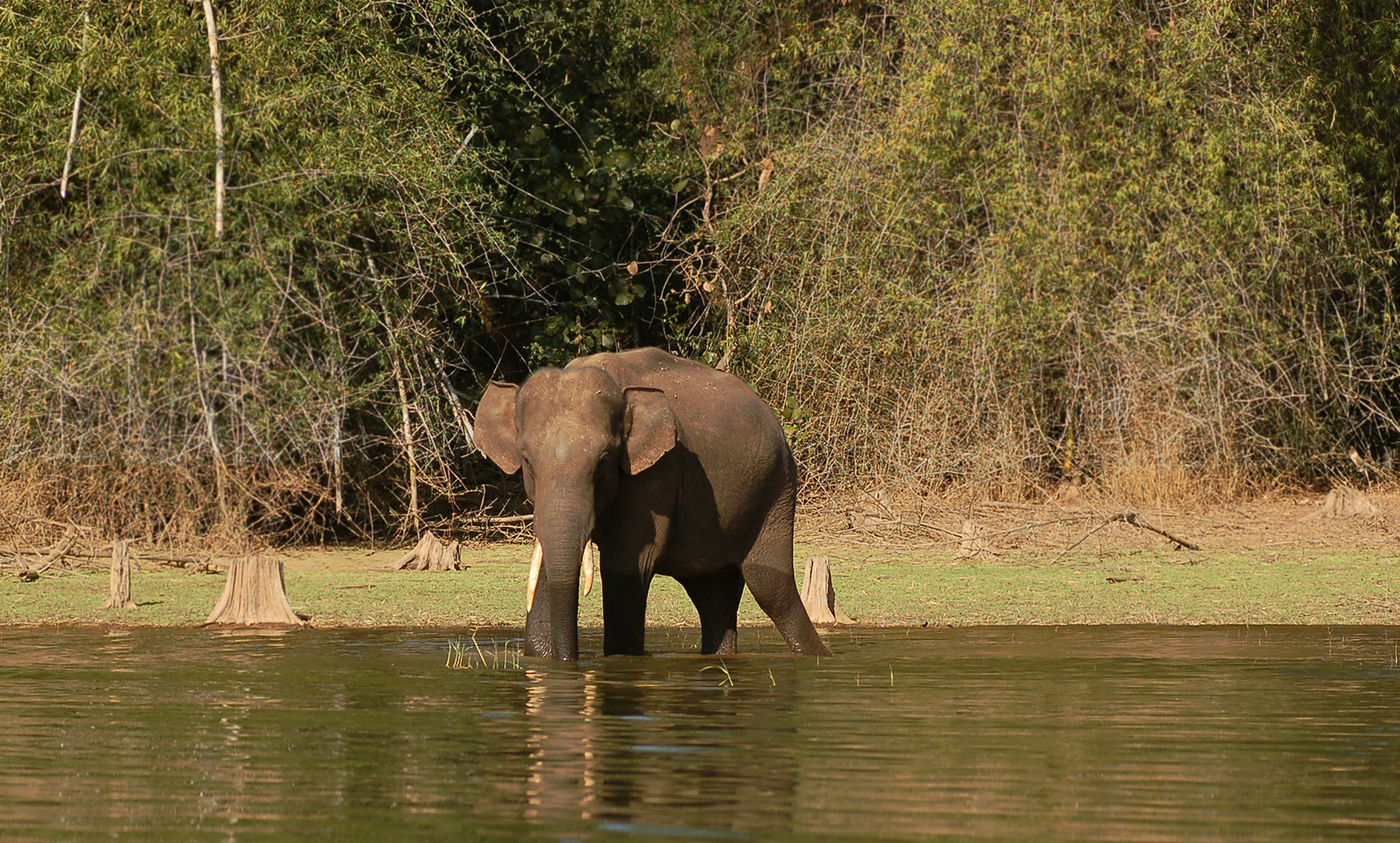 Elephant Families 1