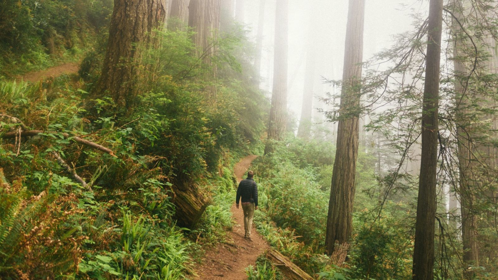 An image of the person walking amidst the nature and enjoying the beauty 