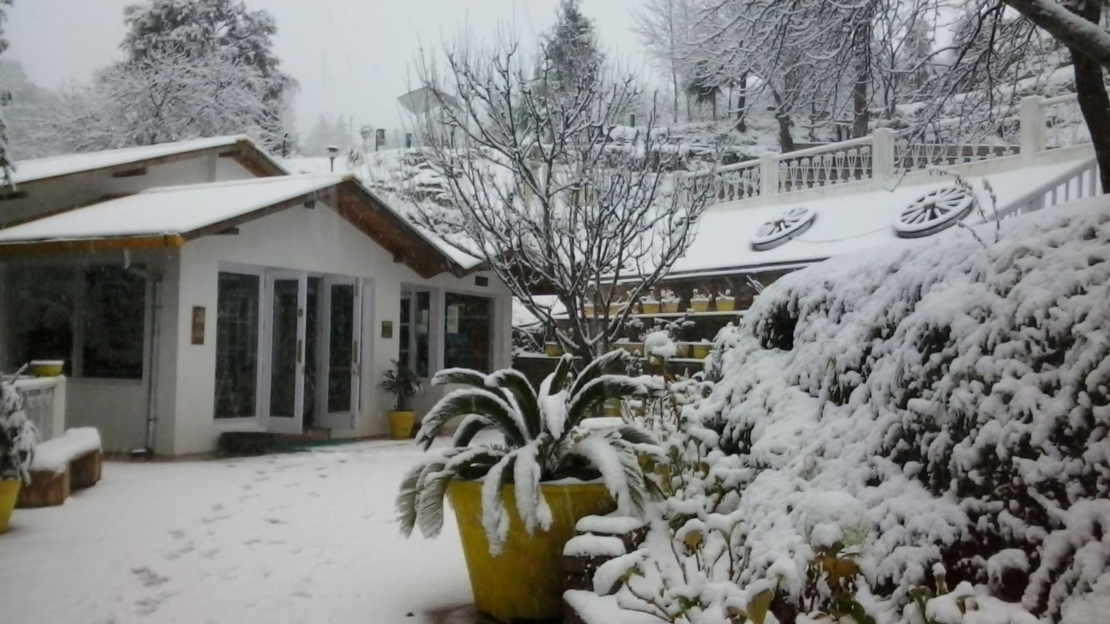 Te Aroha by Shervani, Mukteshwar area covered with snow