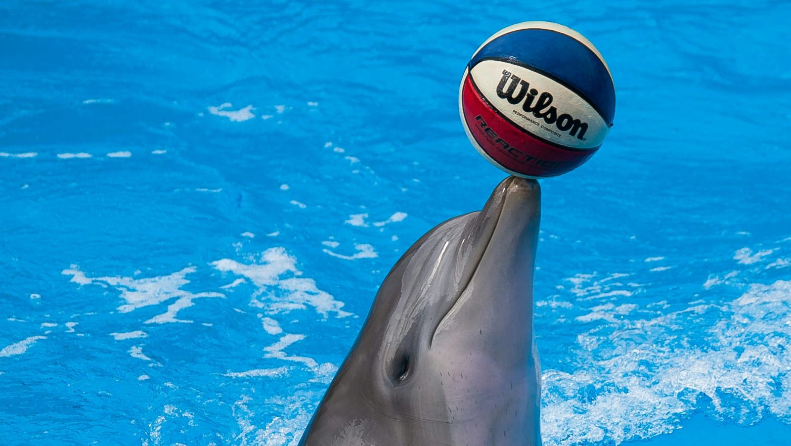 a dolphin playing with a volleyball during a dolphin show