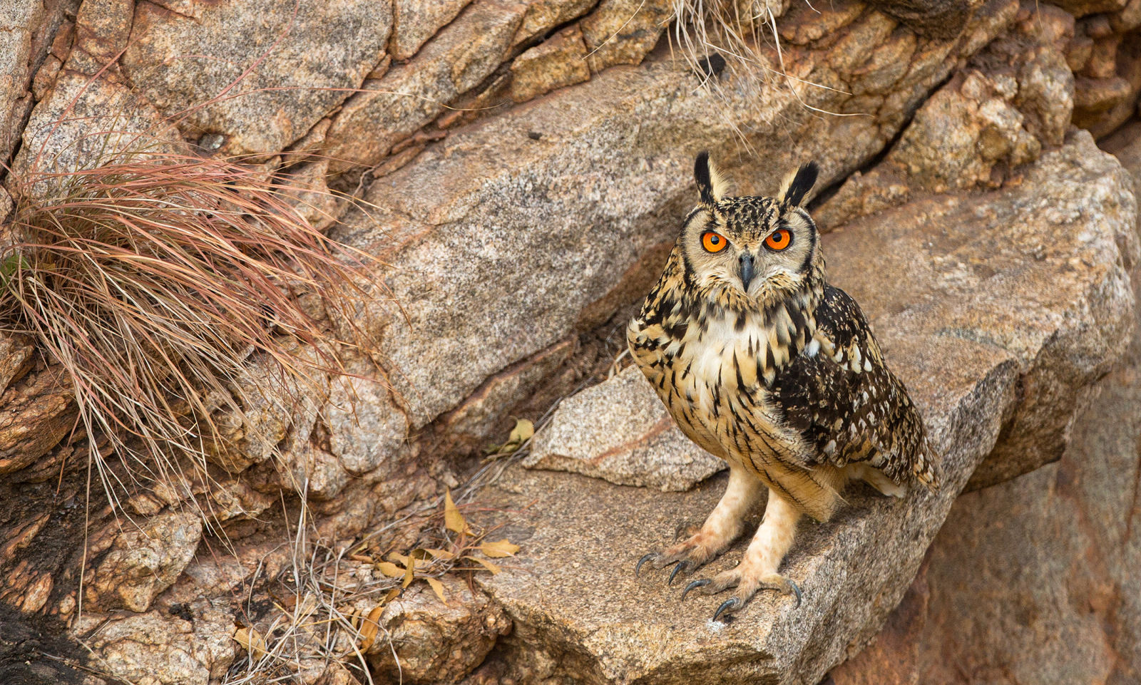 Hampi wildlife 2