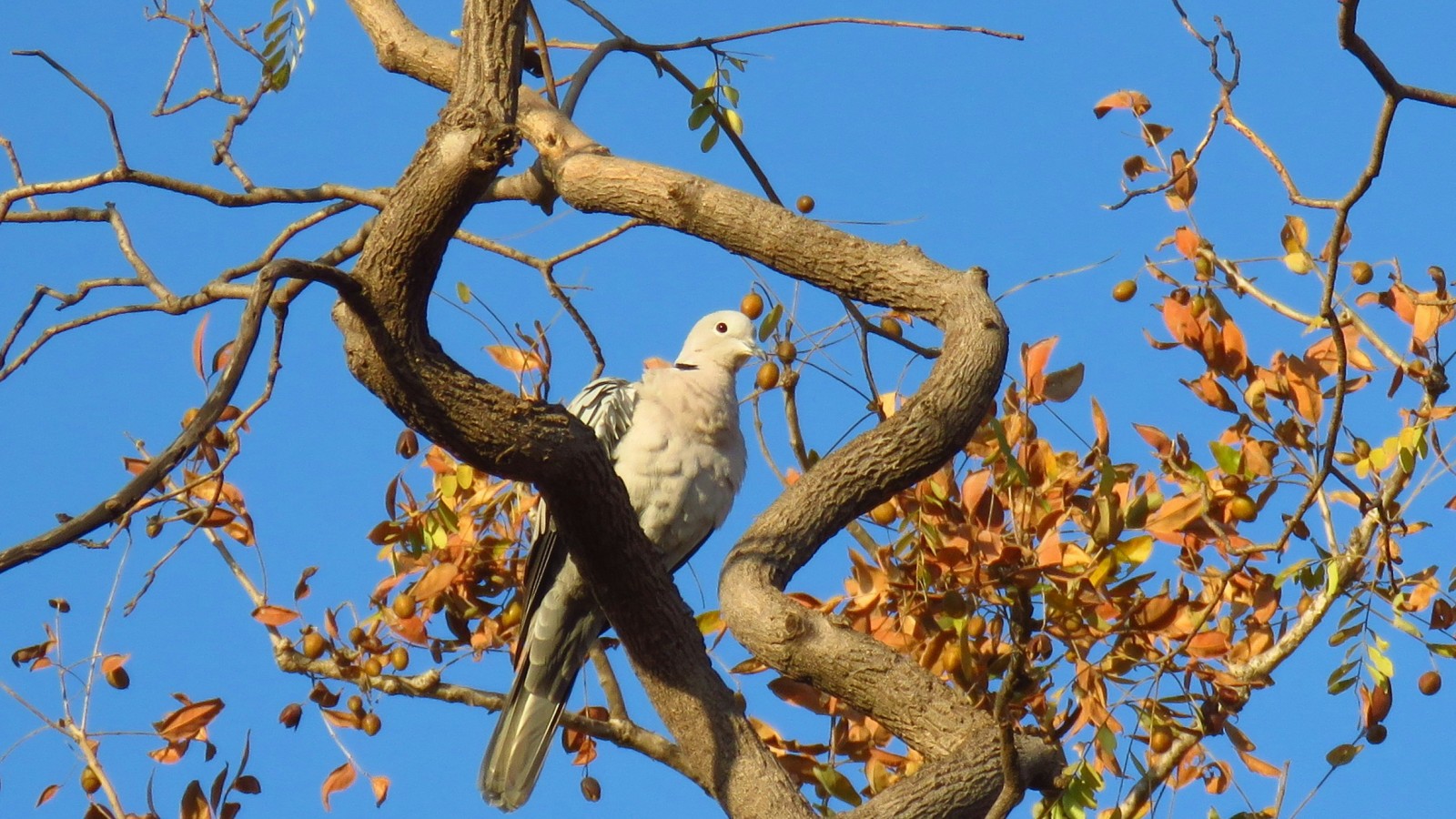 a dove sitting on a branch with the moon in the background