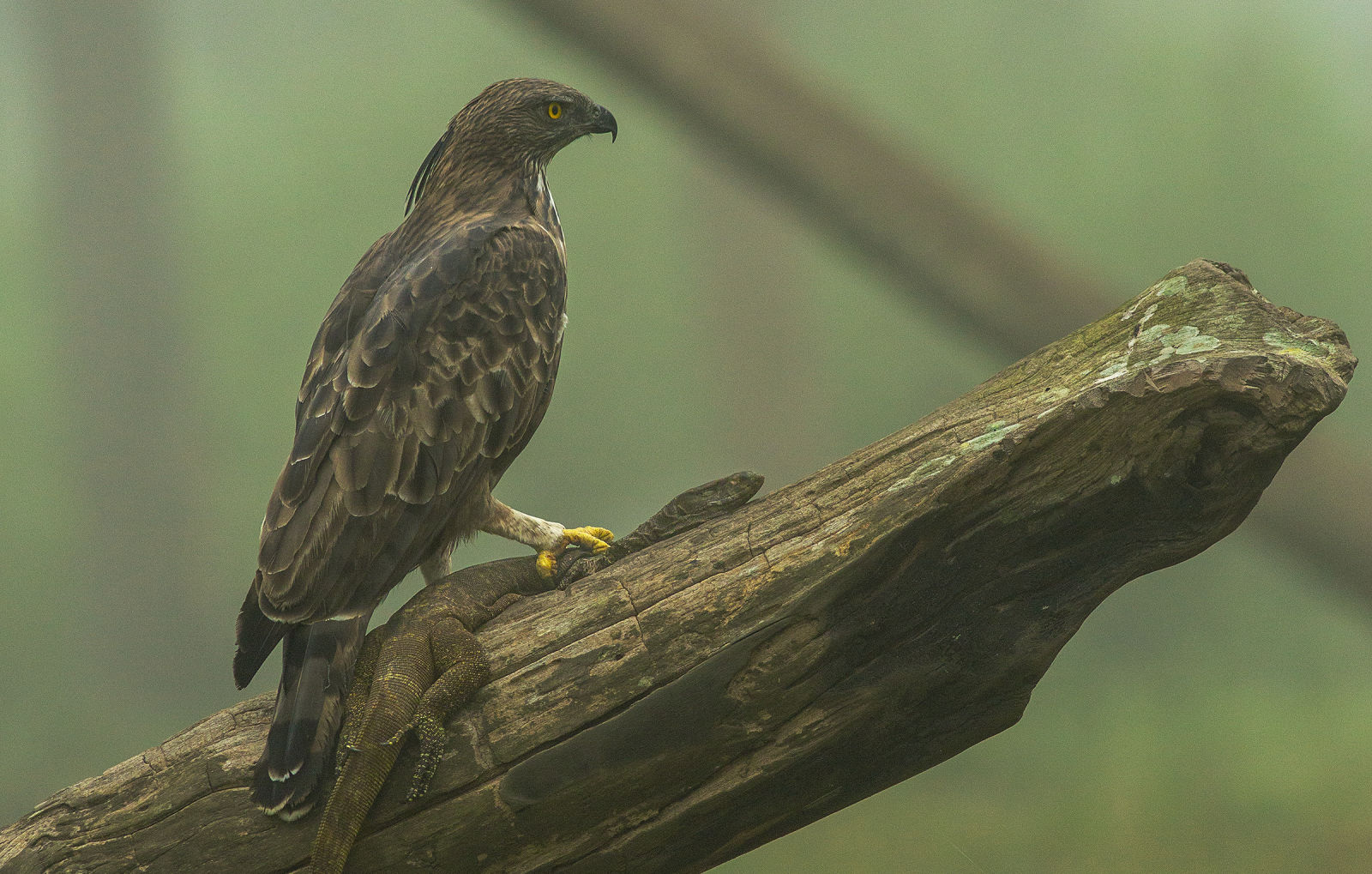 Kabini image3