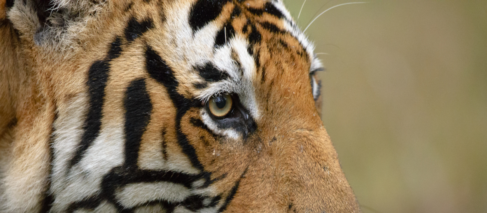 male tiger kabini © santosh saligram