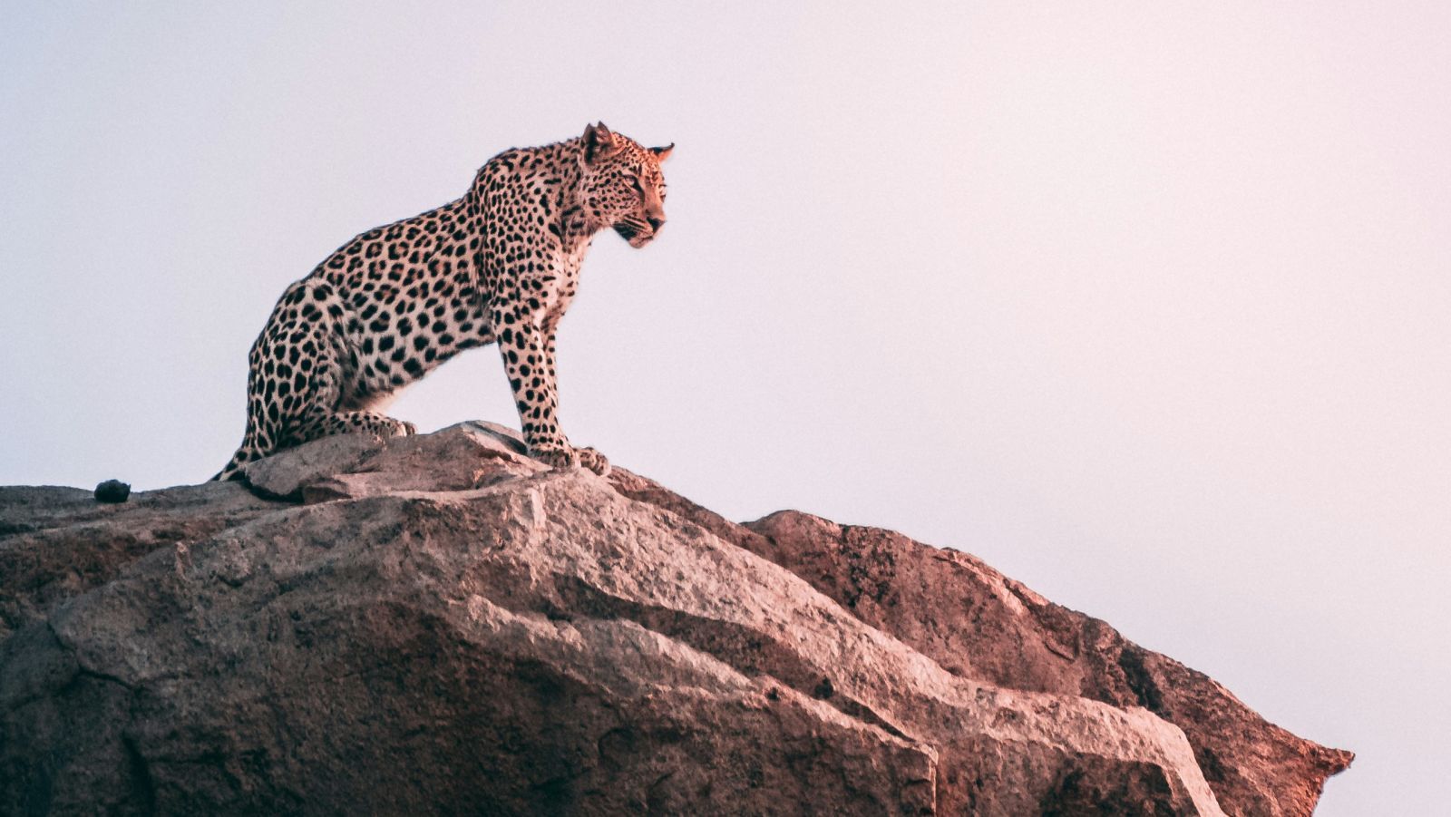 A view from afar of a cheetah standing on a hill looking into the distance