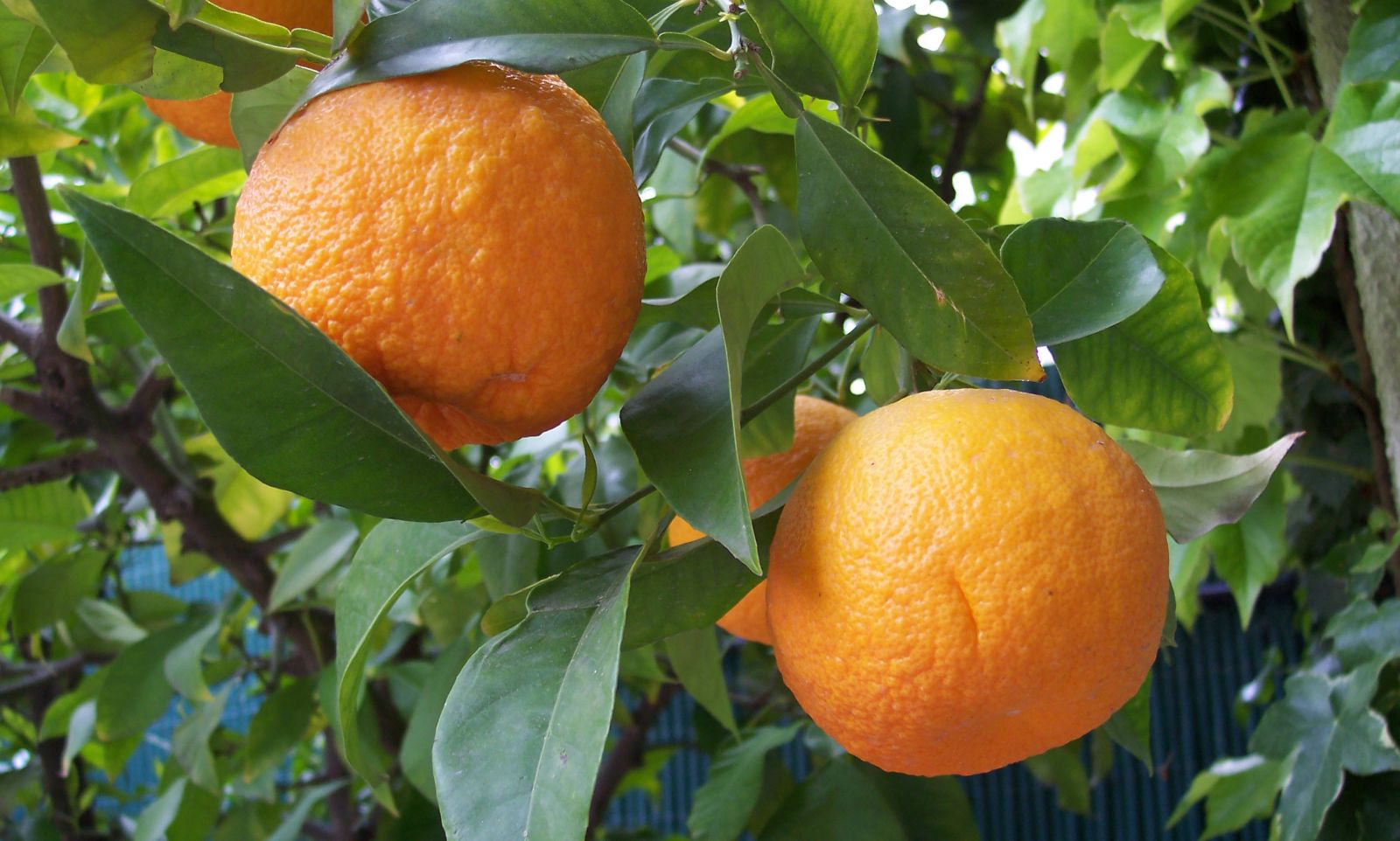 Citrus aurantium