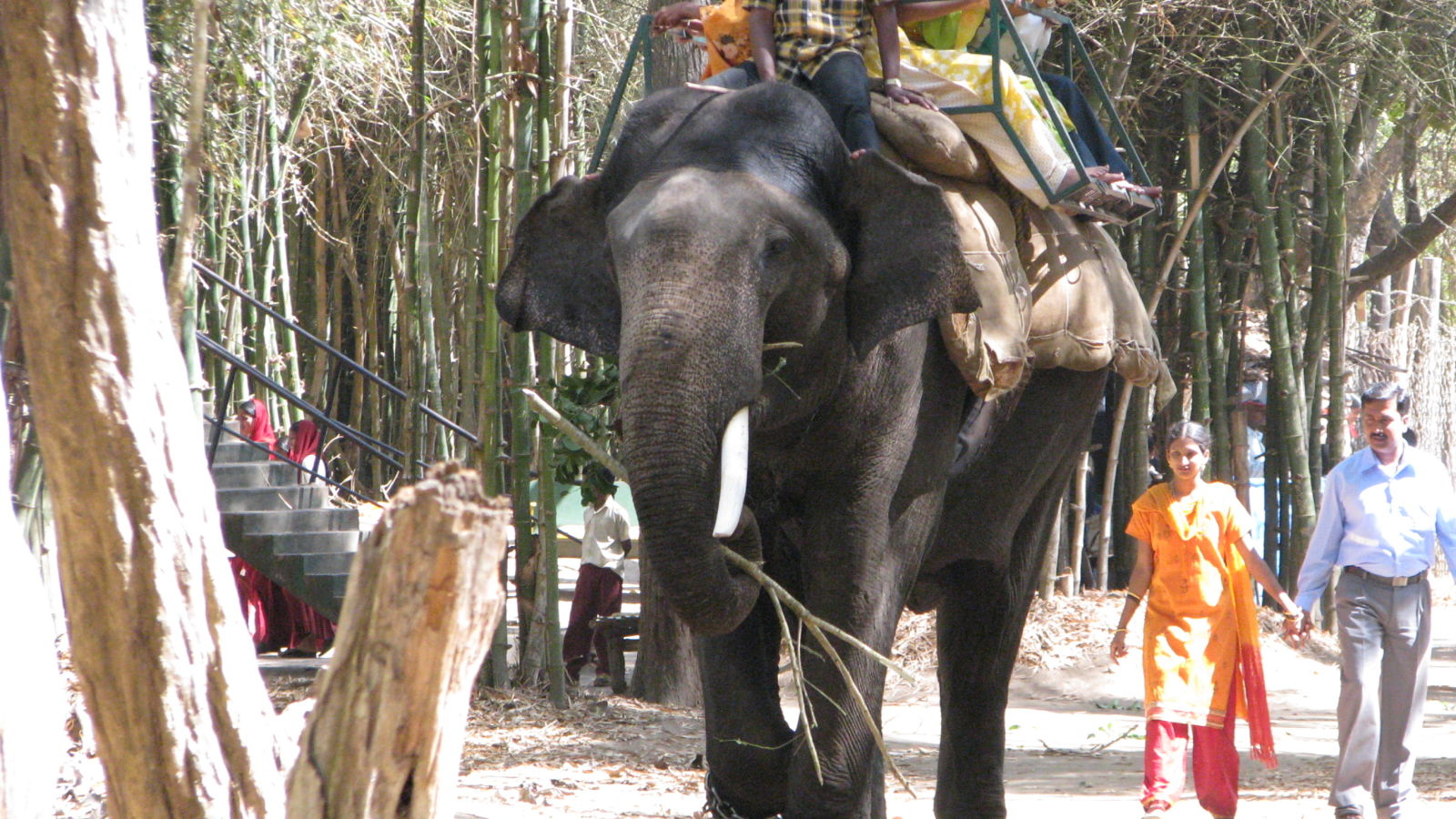 Nisargadhama Elephants vbv4pe