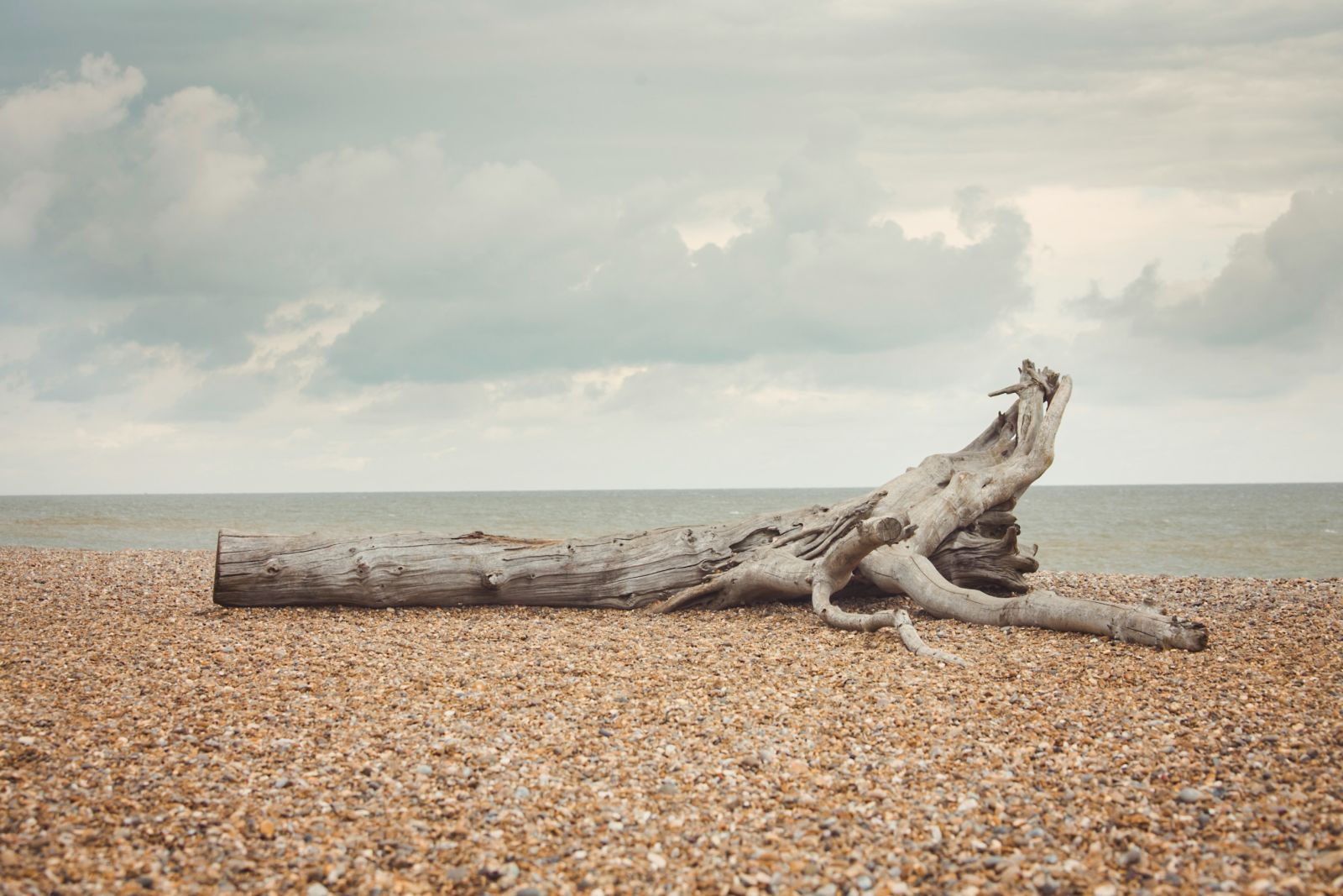 a log lying on a beach