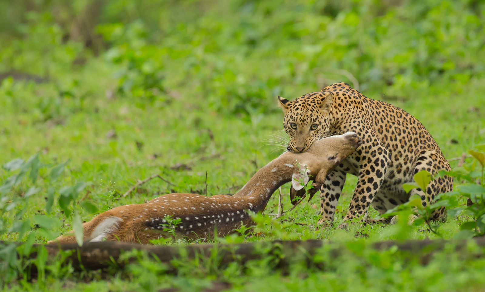 Leopard Chital Kill-1130