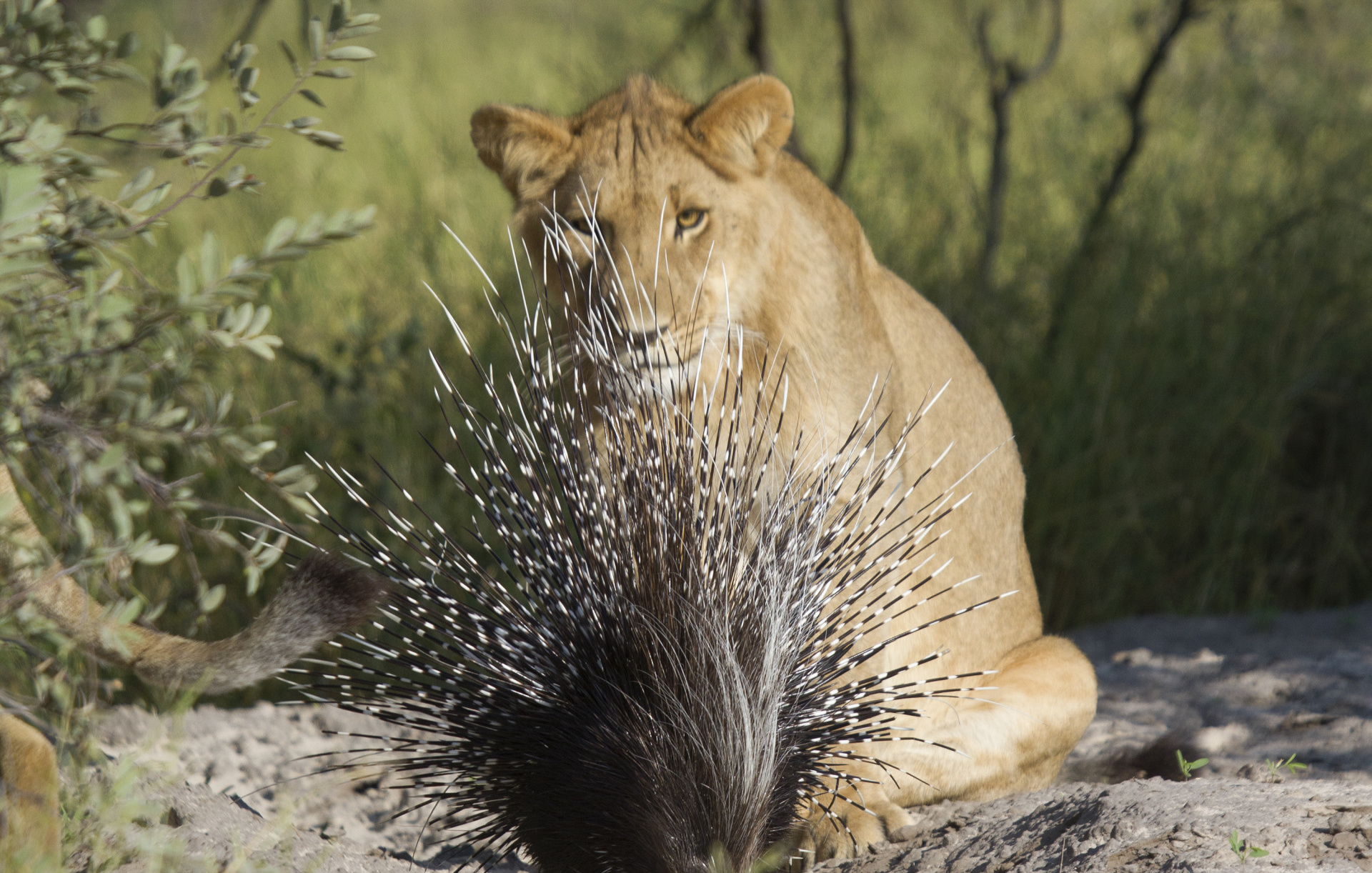 Lion with Porcupine 1