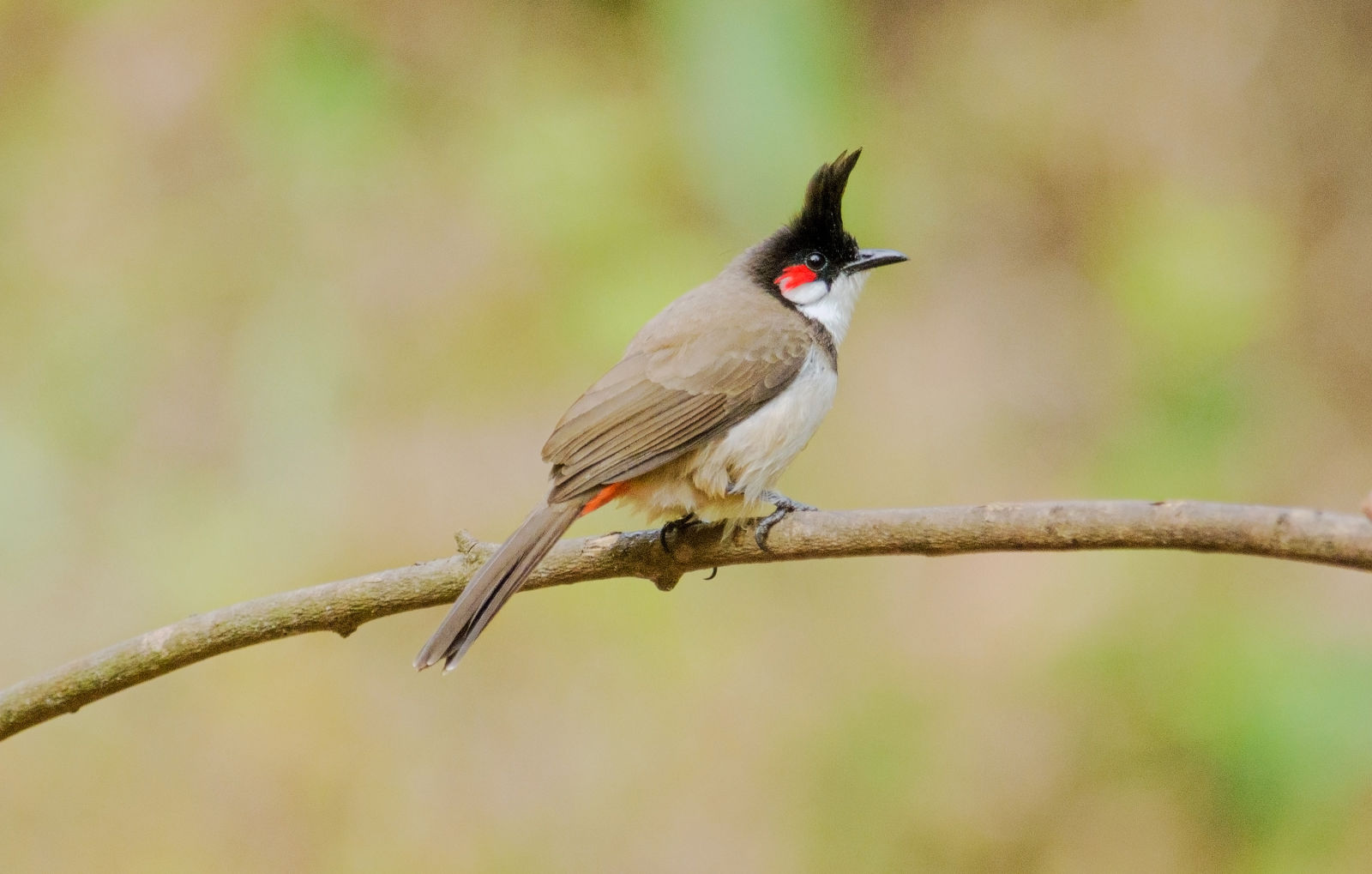 Red-whiskered Bulbul