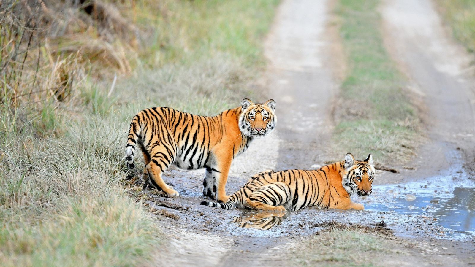 image of two royal bengal tigers sitting in the middle of a muddy trail