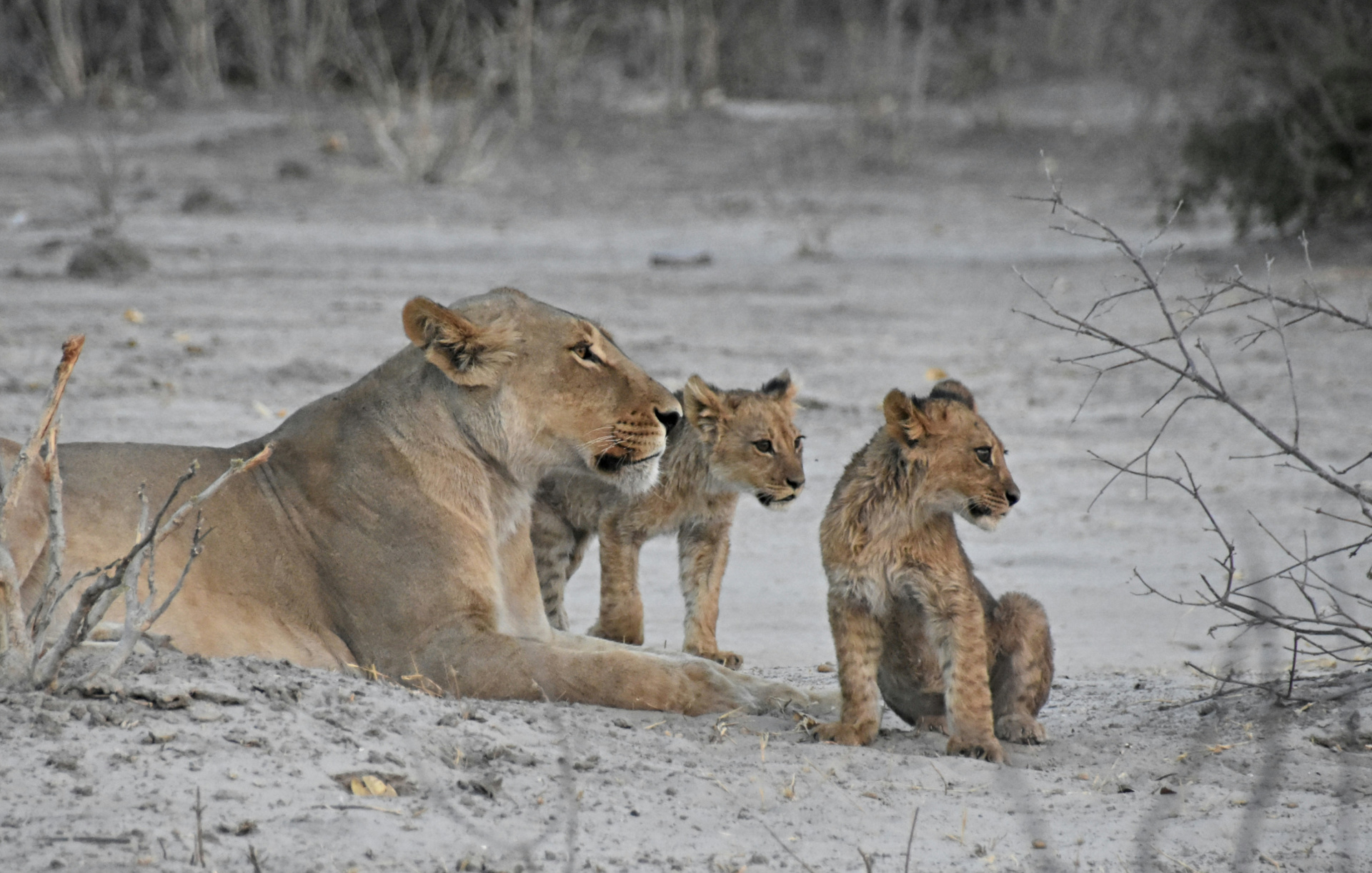 lioness and cubs