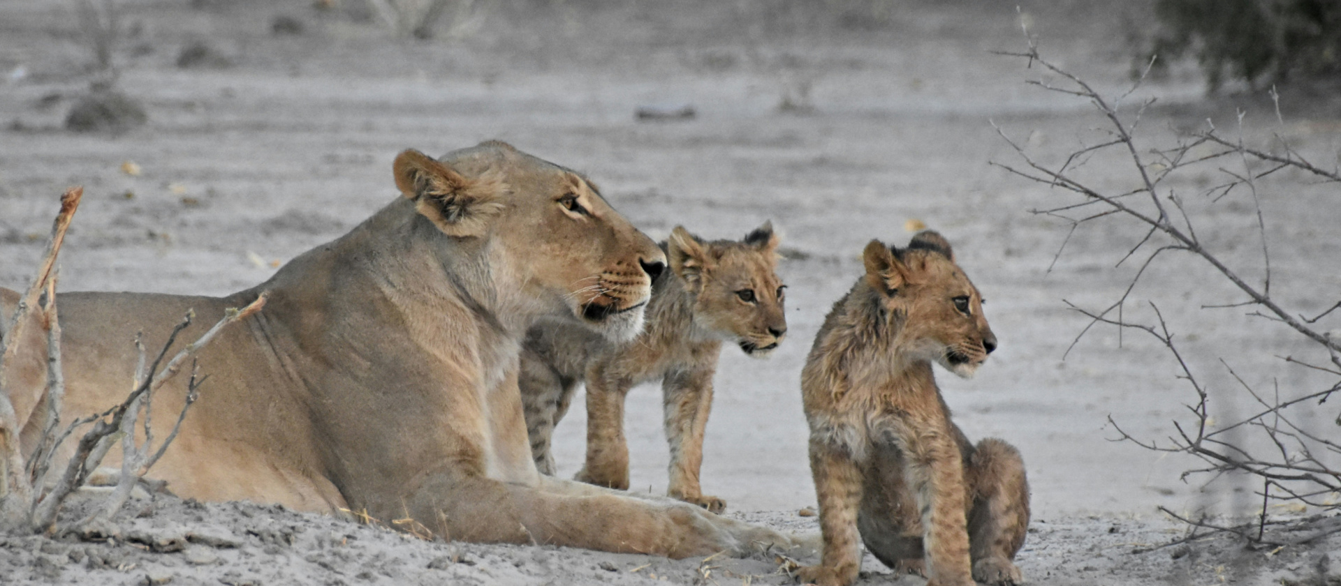 lioness and cubs