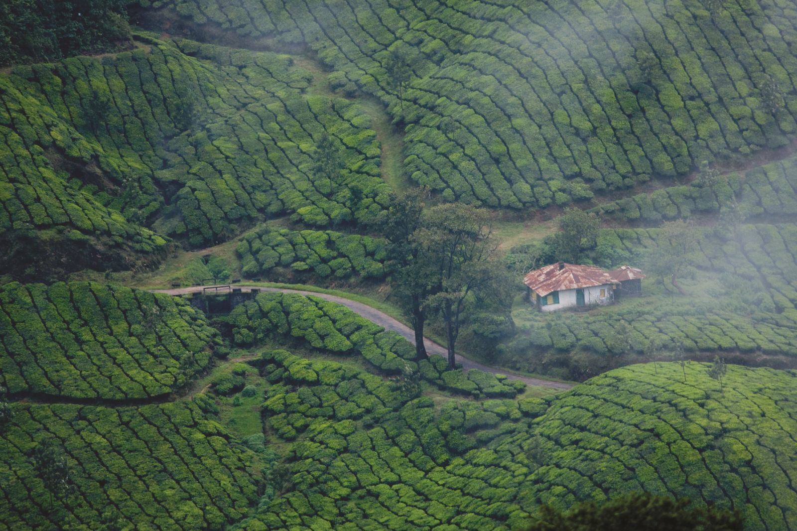 An aerial view of the foggy grasslands in Munnar - Best Honeymoon places in Kerala