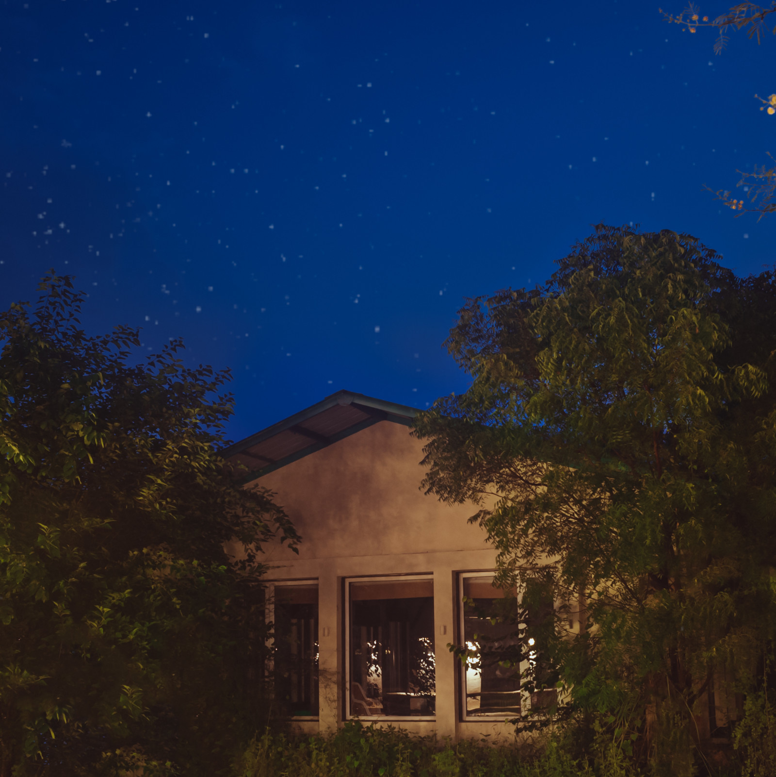 NIght Sky images of the Facade, Trees N Tigers, Sariska