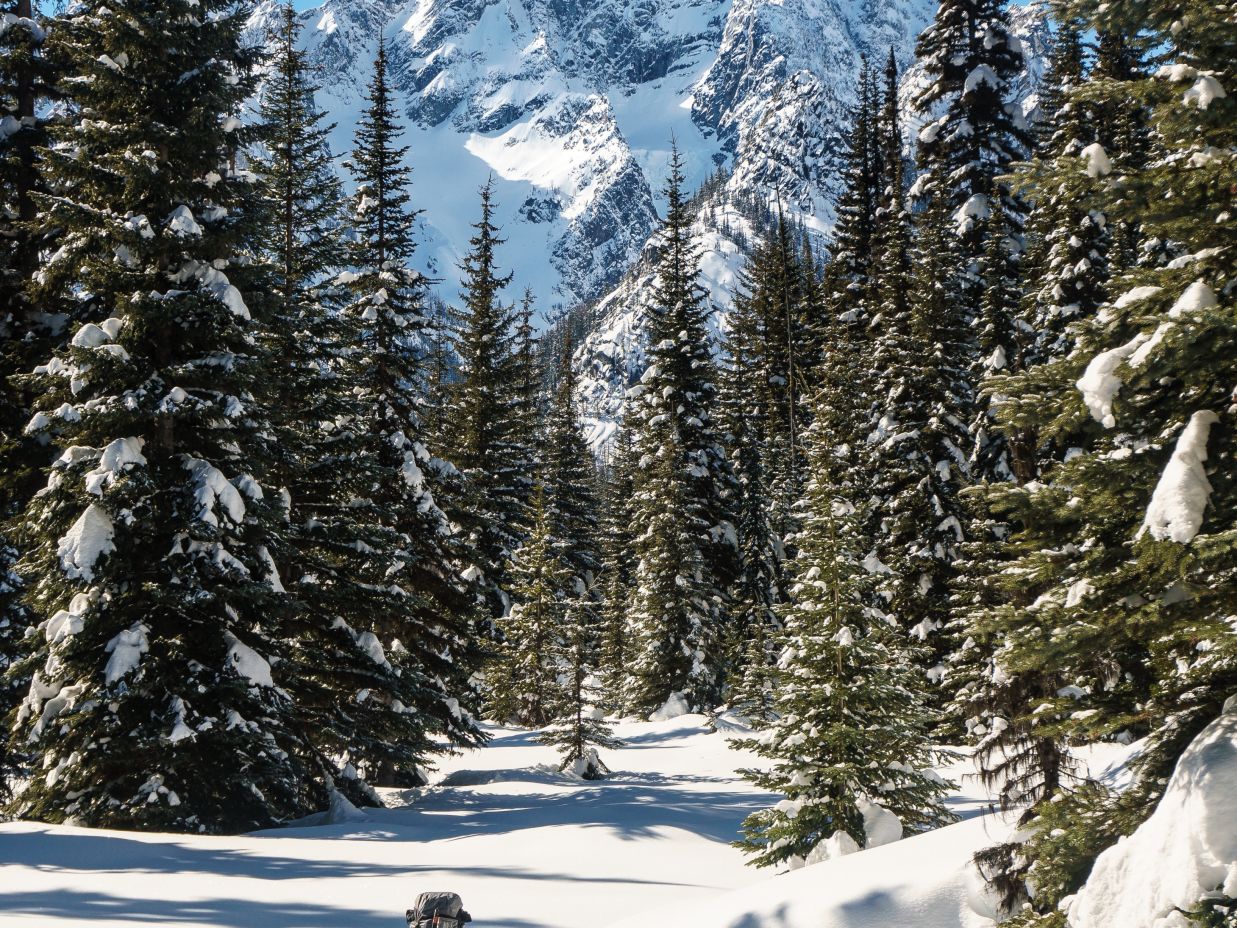 snow covered forest 