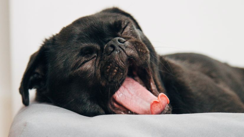 A dog yawns while lying on a matress - best pet-friendly resort near Delhi