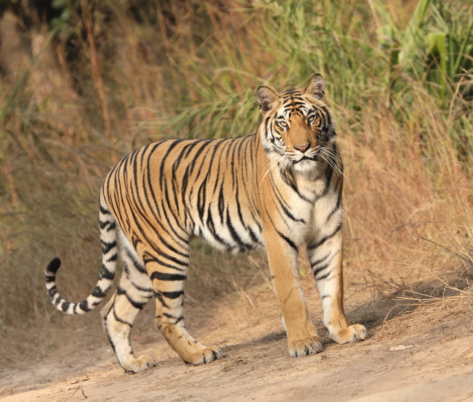 A tiger taking a stroll in Sariska National Park