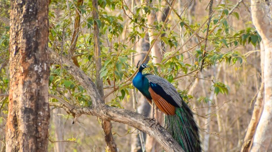 a bird perched on a branch of a tree