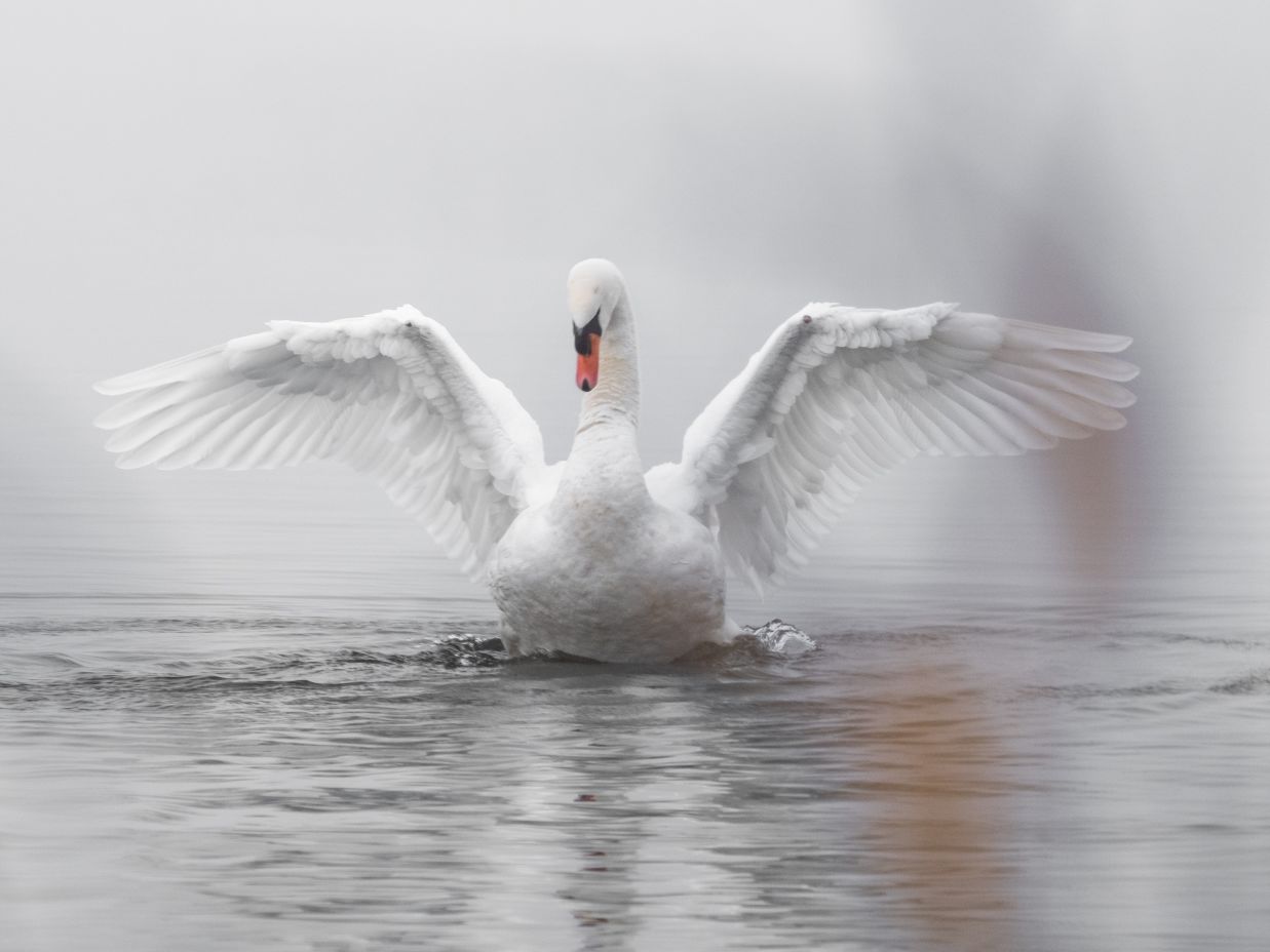 swan in a lake