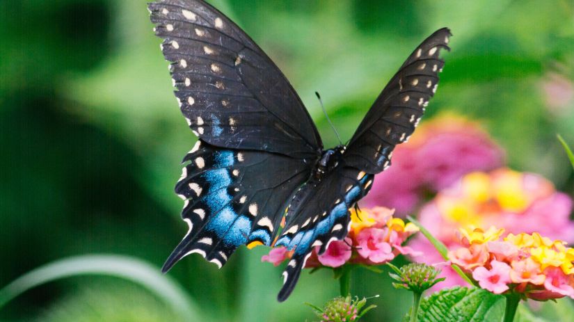 a butterfly drawing in nectar from a flower