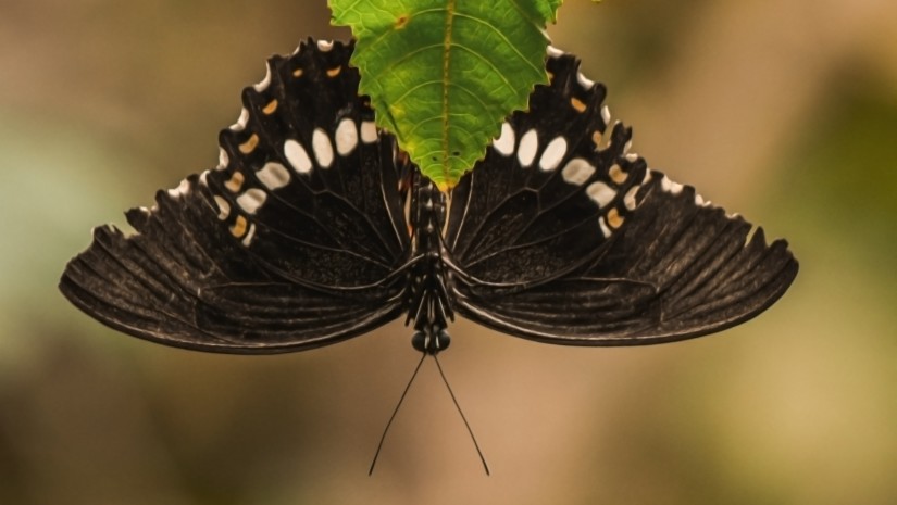 a butterfly collecting nectar from a flower