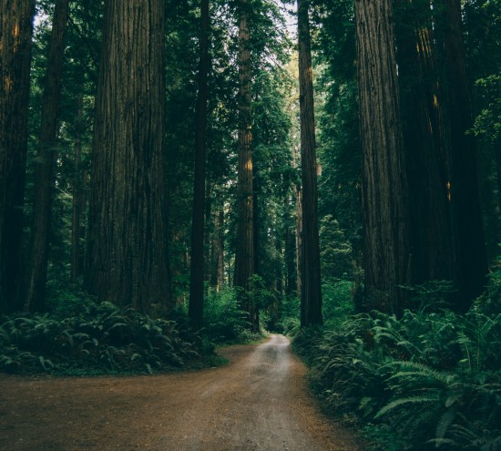 alt-text A dense forest of towering redwood trees, with a narrow path leading through the tranquil, green environment.