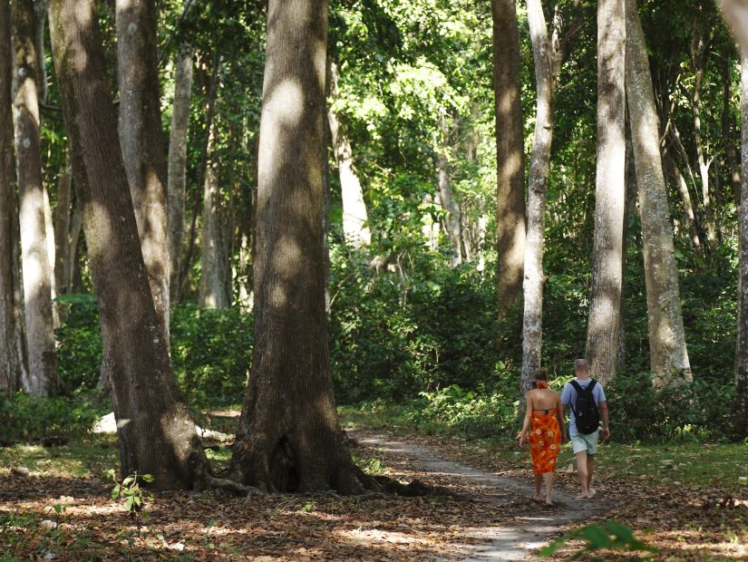 A couple walking next to trees in Havelock Island