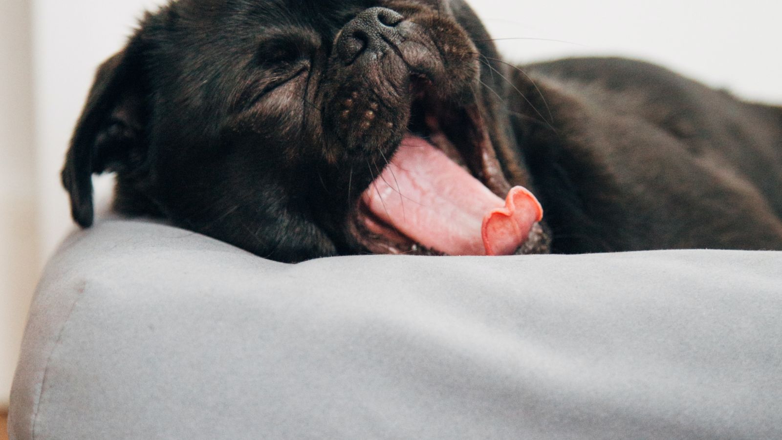 A dog yawns while lying on a matress - best pet-friendly resort near Delhi