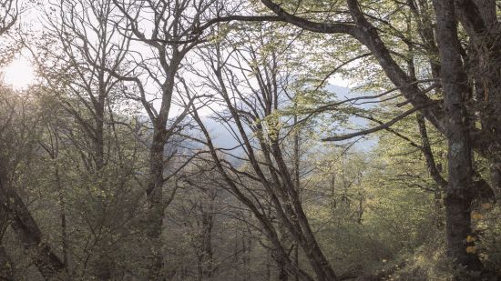 photo-of-paved-pathway-between-trees-4513189