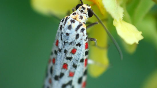 Image of a Moth